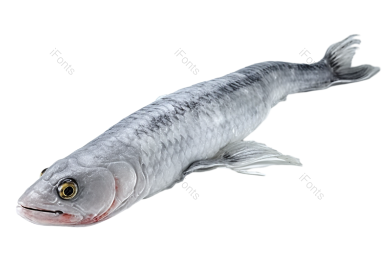 摄影图片,简单元素,美味PNG,动物免抠素材